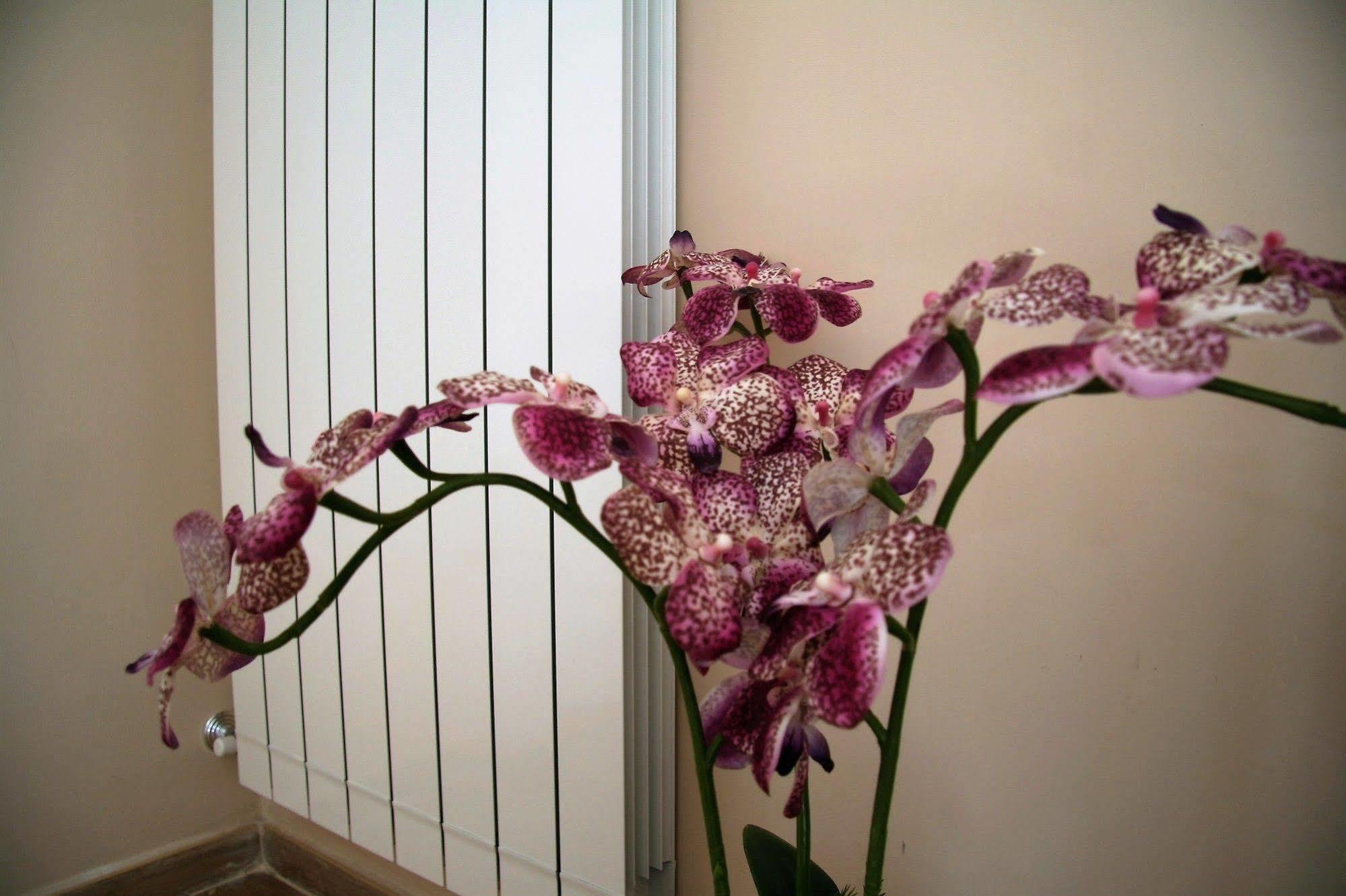 B&B Giacomino Sorrento Bagian luar foto